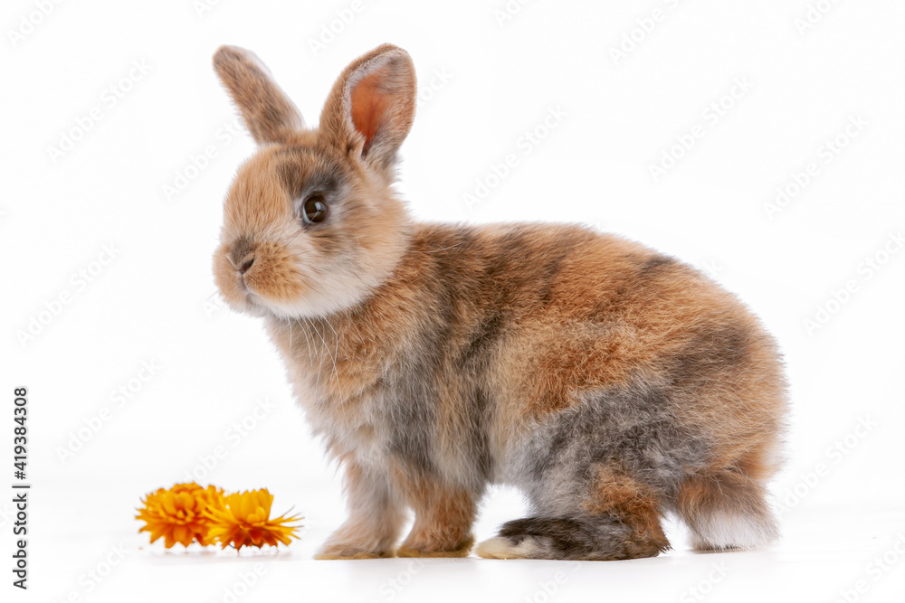 Obraz premium Cute dwarf rabbit with Easter motif on a white background.