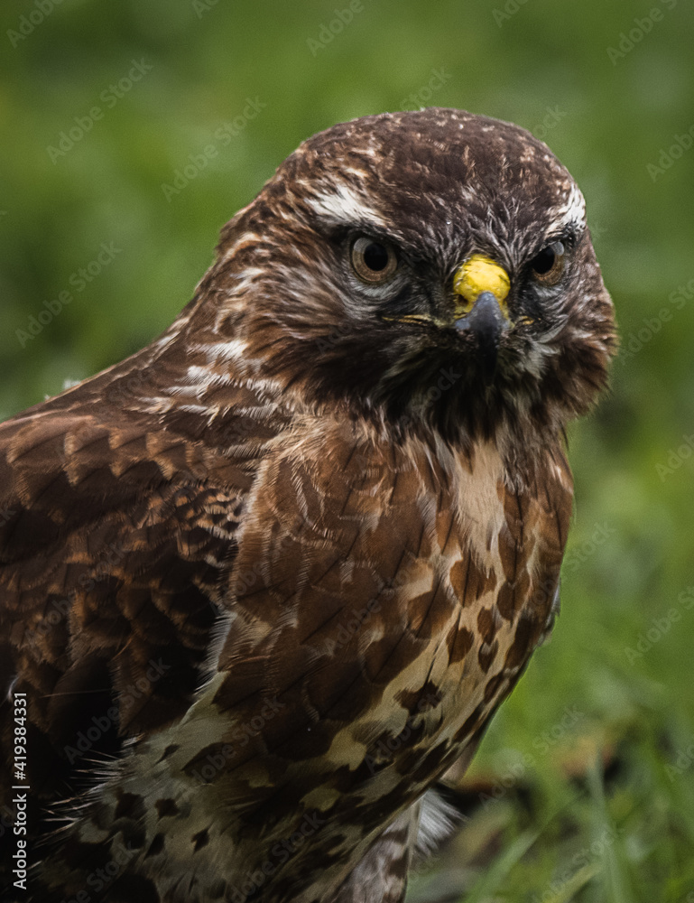 Bussard / Buzzard