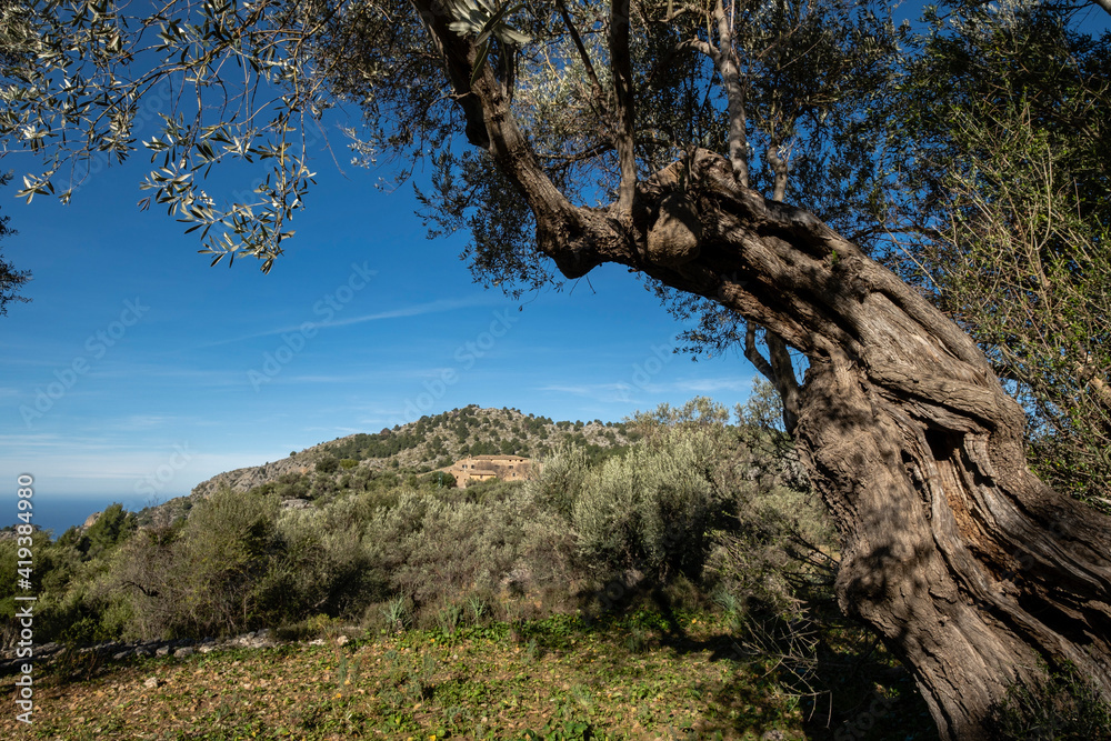 Balitx, Fornalutx, Mallorca, Balearic Islands, Spain Balitx, Fornalutx, Mallorca, Balearic Islands, Spain