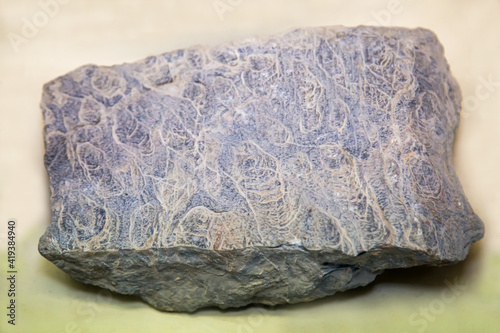 Fossilized calcareous formations of algae stromatolites (Latin: inzeria tjomusi) of blue color on a white background. Paleontology, Late Riphean fossils.