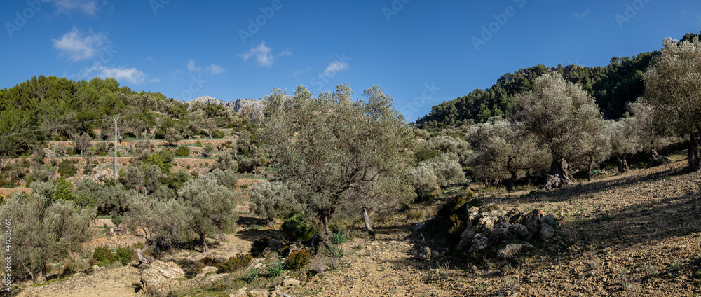 olivar de Pastoritx, Valldemossa, Mallorca, Balearic Islands, Spain olivar de Pastoritx, Valldemossa, Mallorca, Balearic Islands, Spain