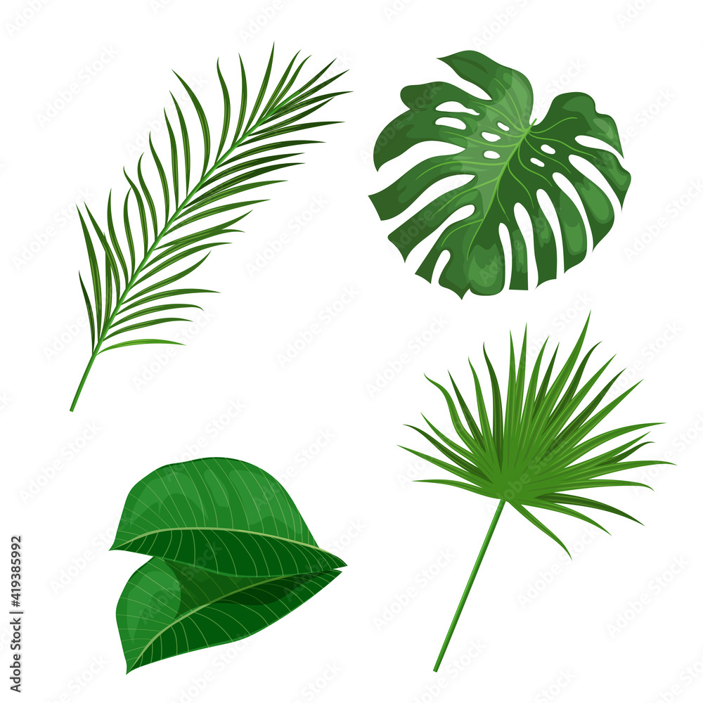 Tropical leaves set. Palm, banana, monstera and others leaves. Exotic foliage, nature botanical decorative collection. Vector illustration isolated on white background. Tropical leaves set. Palm, banana, monstera and others leaves. Exotic foliage, nature botanical decorative collection. Vector illustration isolated on white background.