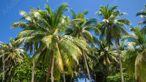 Coconut trees on Fingernail Island (Hon Mong Tay), Phu Quoc