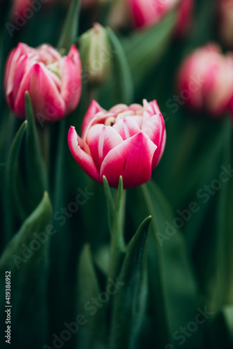 pink tulips in the field. Spring blurred background  postcard. Bouquet for Mother s Day  Women s Day  holiday. Soft selective focus  defocus. Vertical