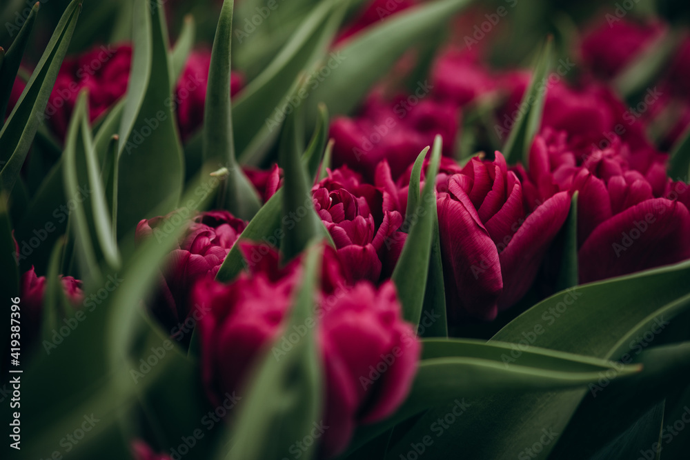 Purple peony tulips in the field. Spring blurred background, postcard. Mother's Day, Women's Day, holiday. Soft selective focus, defocus. Copy space. Purple peony tulips in the field. Spring blurred background, postcard. Mother's Day, Women's Day, holiday. Soft selective focus, defocus. Copy space.