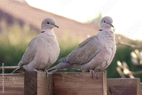Two collared Doves on the garden roof of pergola