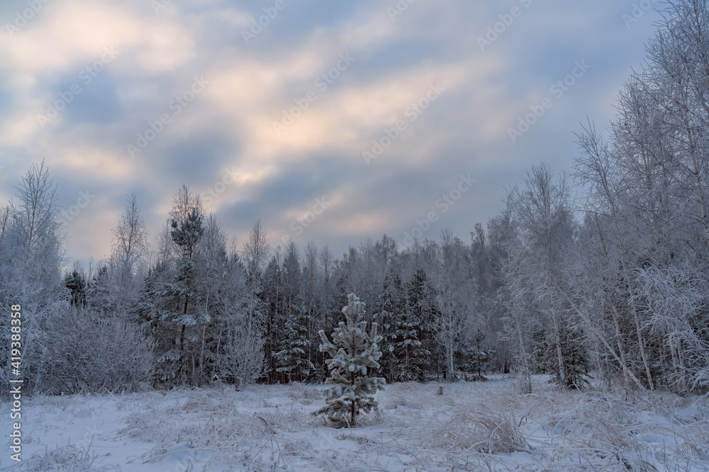 Winter evening in a forest glade near a mixed forest. A young pine covered with white frost is soloing. All pines and birches are covered with frost due to severe frost. A sky with shades of pink. Winter evening in a forest glade near a mixed forest. A young pine covered with white frost is soloing. All pines and birches are covered with frost due to severe frost. A sky with shades of pink.