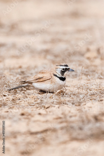 Temminck's Strandleeuwerik, Temminck's Lark, Eremophila bilopha photo