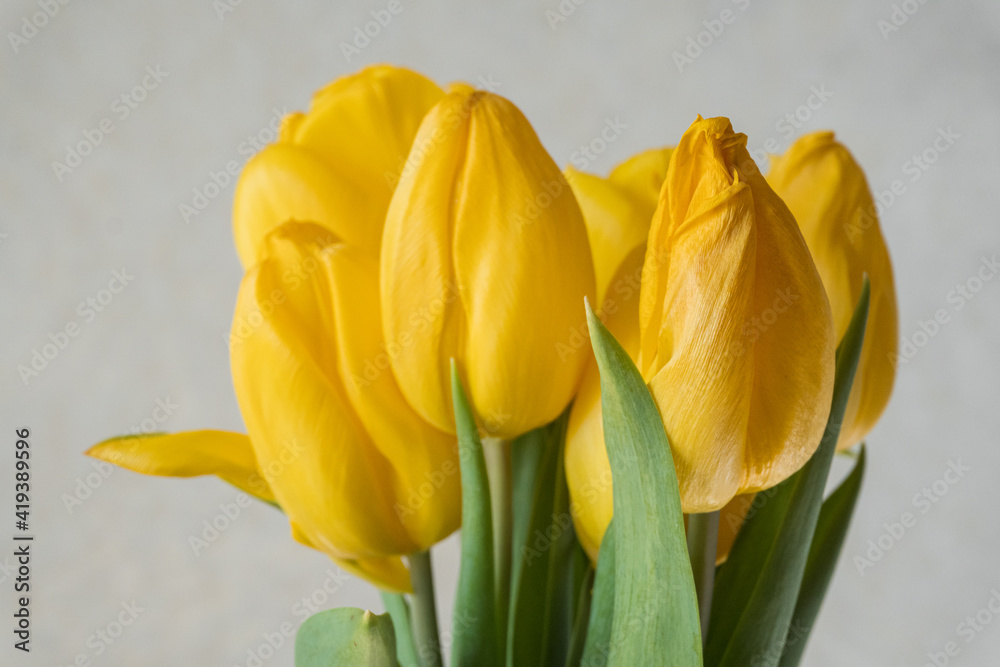 Fototapeta premium yellow tulips on a white background