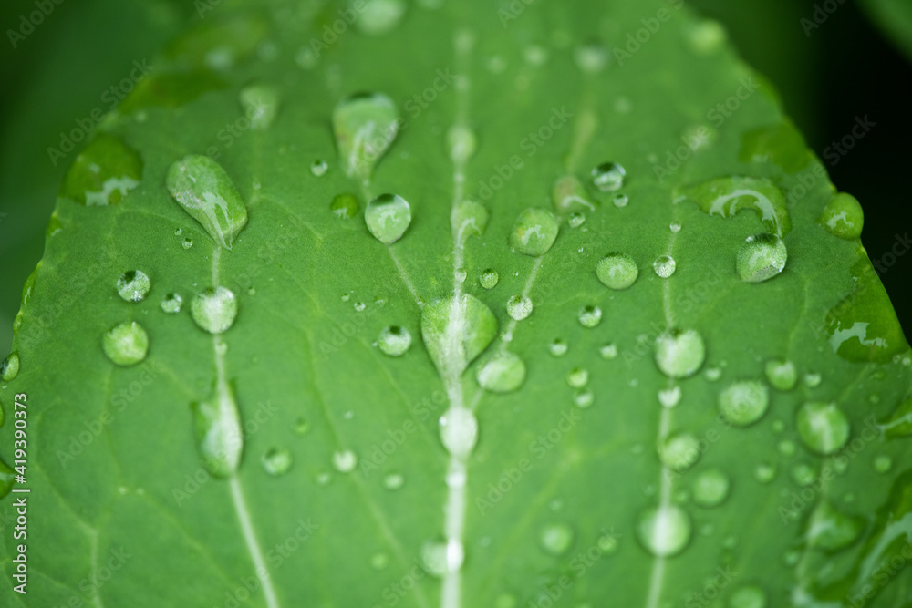 Green leaves and drops of water are used for natural background. Green leaves and drops of water are used for natural background.