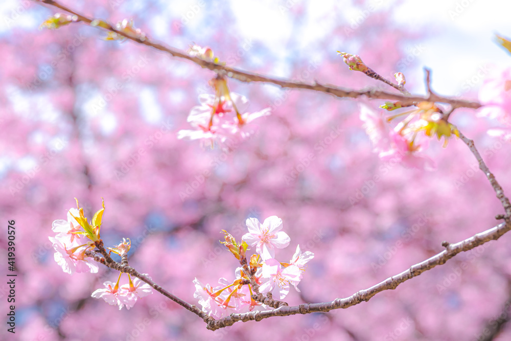 Obraz premium 【初春・早咲き桜】河津桜