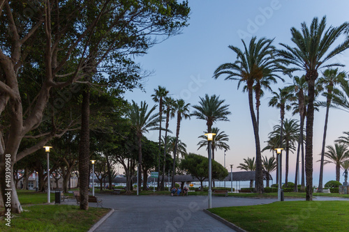 palm trees at sunset near the beach
