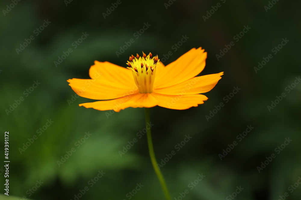 yellow flower on green background yellow flower on green background