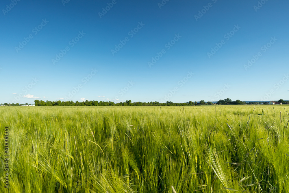 Landschaft mit grünem Getreidefeld und blauem Himmel