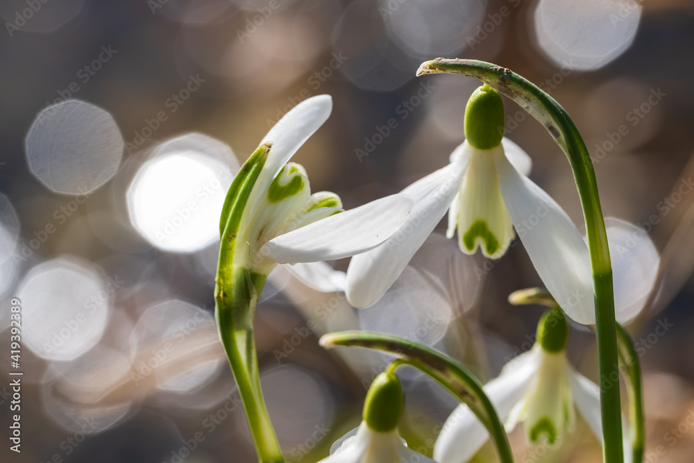 Blooming snowdrops in the backlight in the spa gardens of Wiesbaden / Germany on a sunny spring day Blooming snowdrops in the backlight in the spa gardens of Wiesbaden / Germany on a sunny spring day