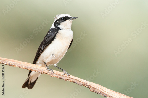 Vitatta Bonte Tapuit, Vittata Pied Wheatear, Oenanthe pleschanka vittata