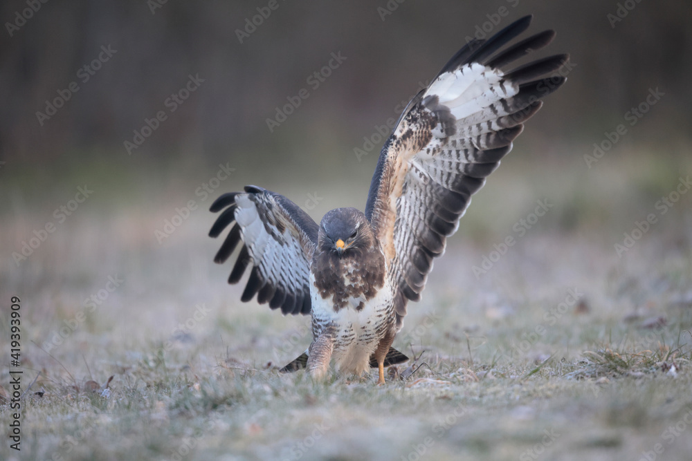 Obraz premium Buse variable Buteo buteo écartant les ailes