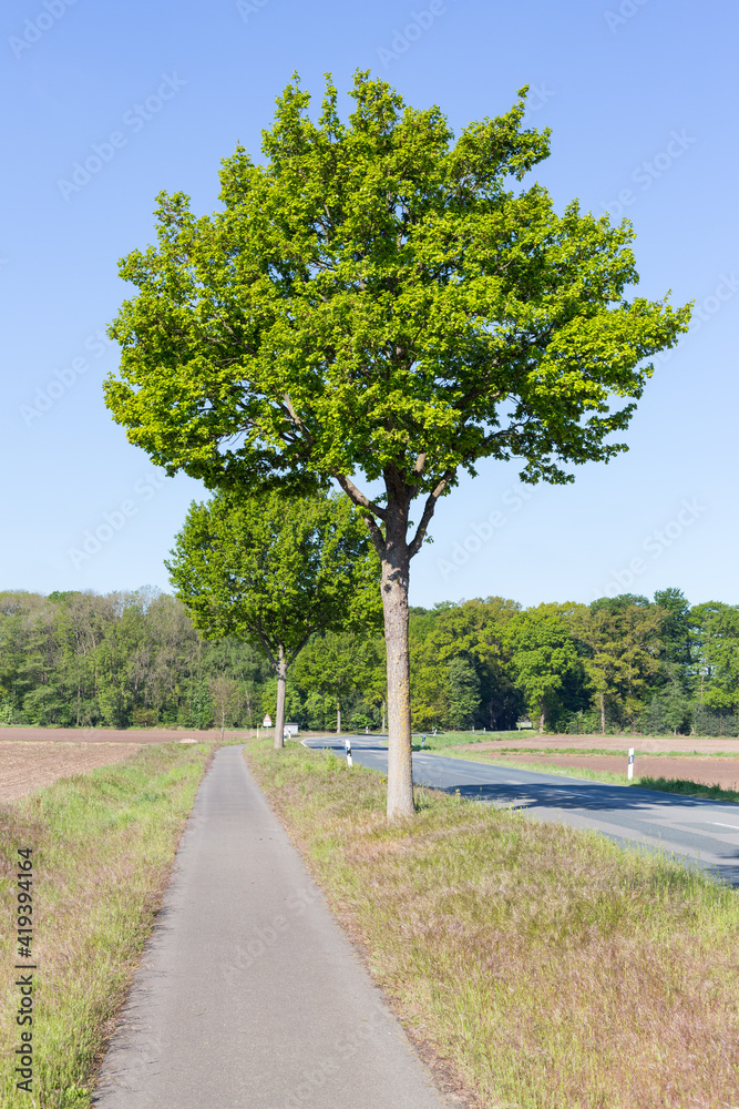 Radweg mit Bäumen an einer Landstraße