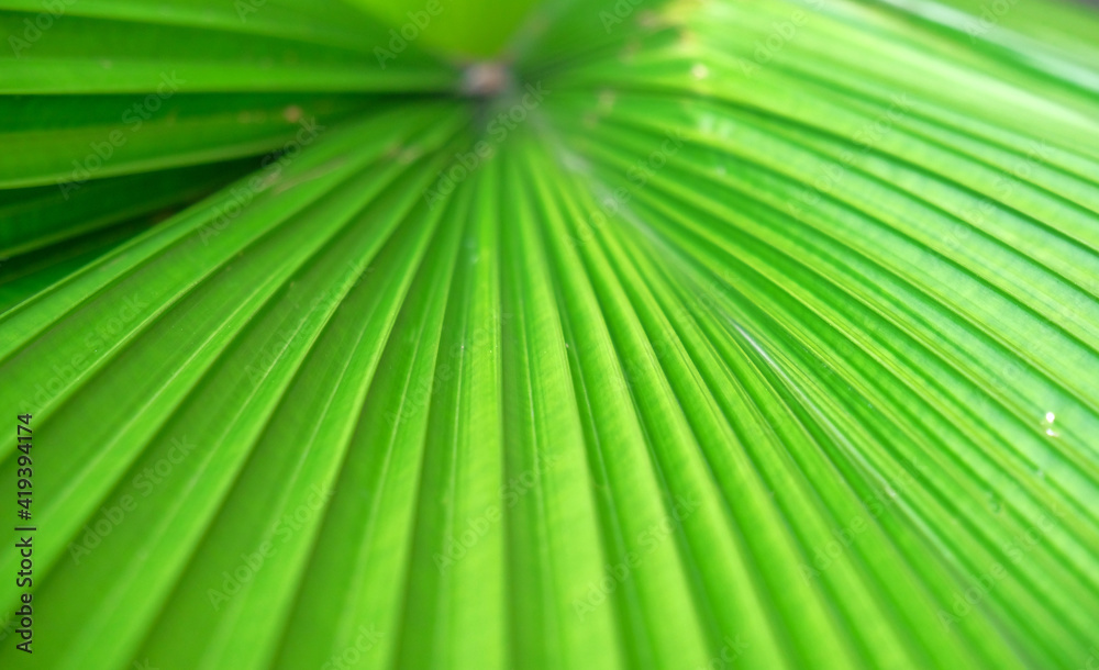 Background palm leaf. Close up detail Palm leaf texture Background palm leaf. Close up detail Palm leaf texture