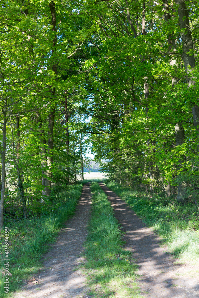 Obraz premium Weg auf dem Land entlang von Feldern und Wäldern