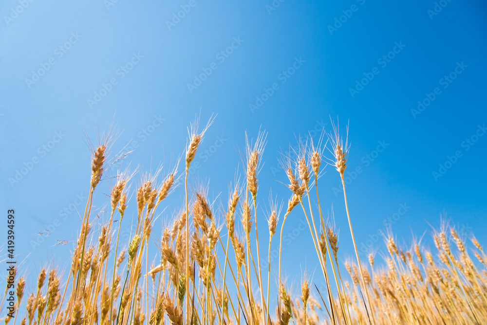 Obraz premium ears of wheat against blue sky