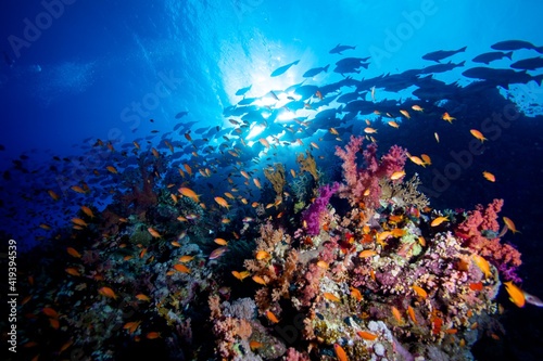 Fototapeta Naklejka Na Ścianę i Meble -  Sinai Reef 