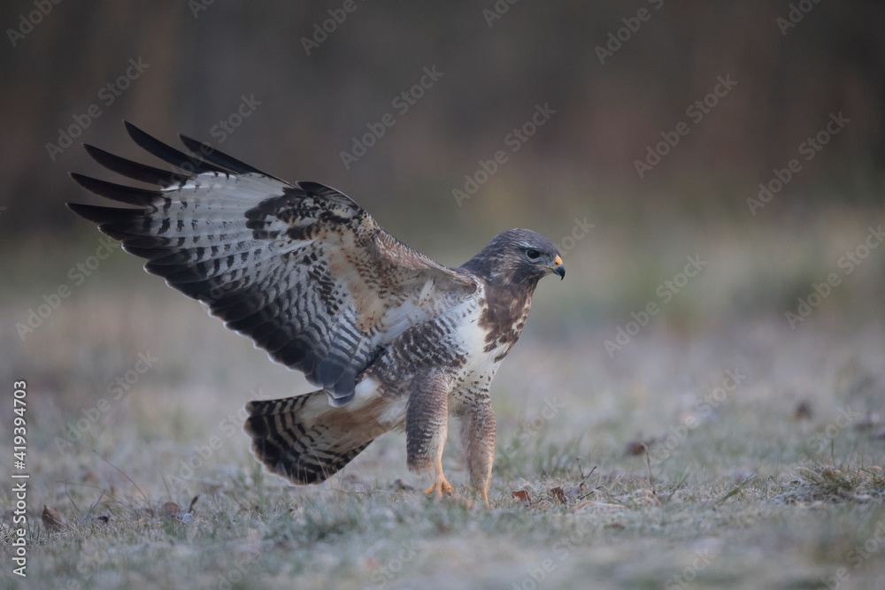 Obraz premium Buse variable Buteo buteo écartant les ailes