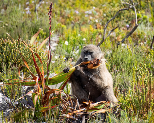 Chacma Baboon Eating