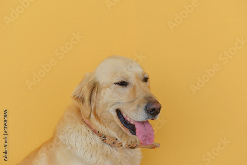 Golden retriever dog portrait isolated on yellow background. Pure breed golden retriever puppy. Happy dog portrait. Yellow wall. Animal theme