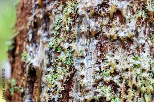 hardened resin on moss-covered bark