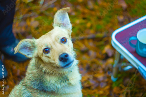 dog looking at the camera in outdoor