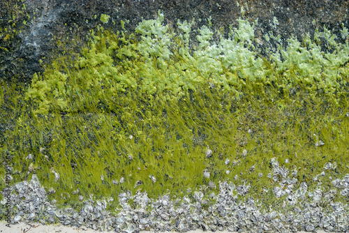 Fototapeta Naklejka Na Ścianę i Meble -  green moss on the stone