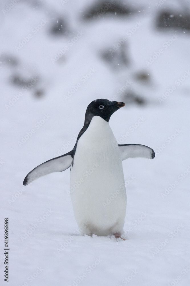 Adelie Penguin, Adelie Pinguin, Pygoscelis adeliae