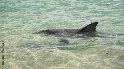 Dolphins on the beach of Monkey Mia in Western Australia.