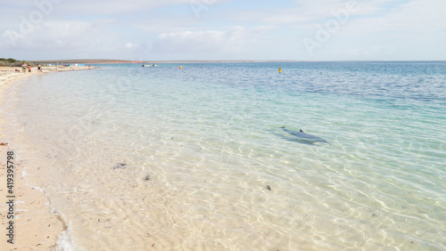 Dolphins on the beach of Monkey Mia in Western Australia.