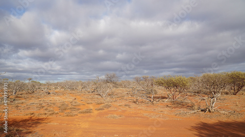 Australian dry bush landscapes near Monkey Mia in Western Australia.