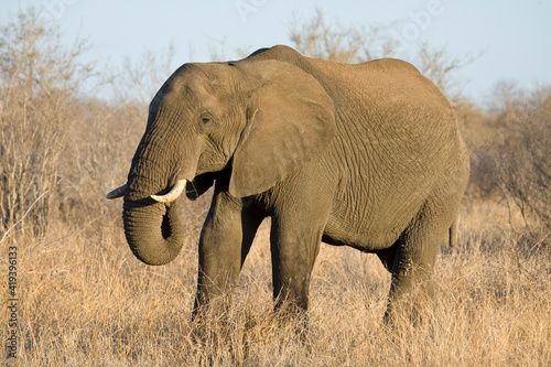Afrikaanse Olifant, African Elephant, Loxodonta africana