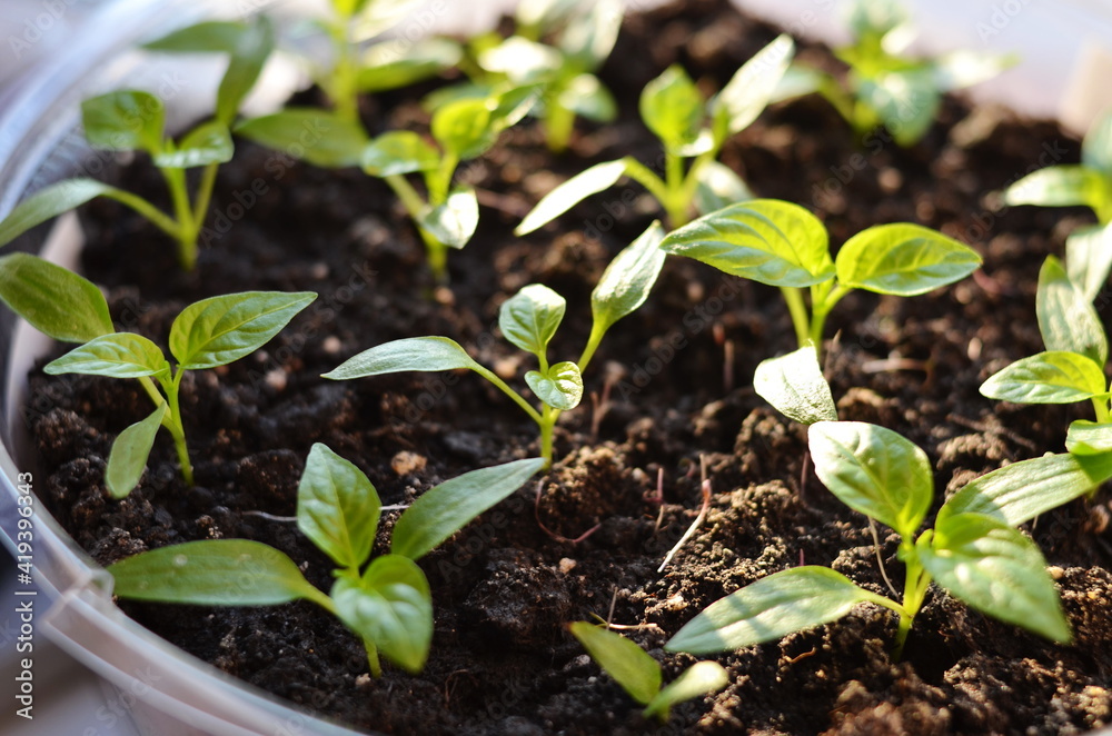 Young shoots are visible from the ground. Young shoots are visible from the ground.