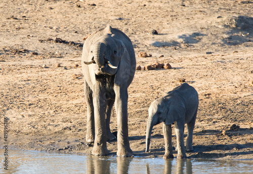 Afrikaanse Olifant, African Elephant, Loxodonta africana photo