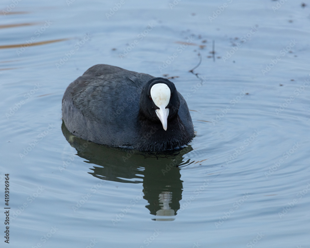 Coot. Waterfowl, swimming in water with reflection. Coot. Waterfowl, swimming in water with reflection.
