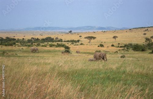 African Elephant  Afrikaanse olifant  Loxodonta africana