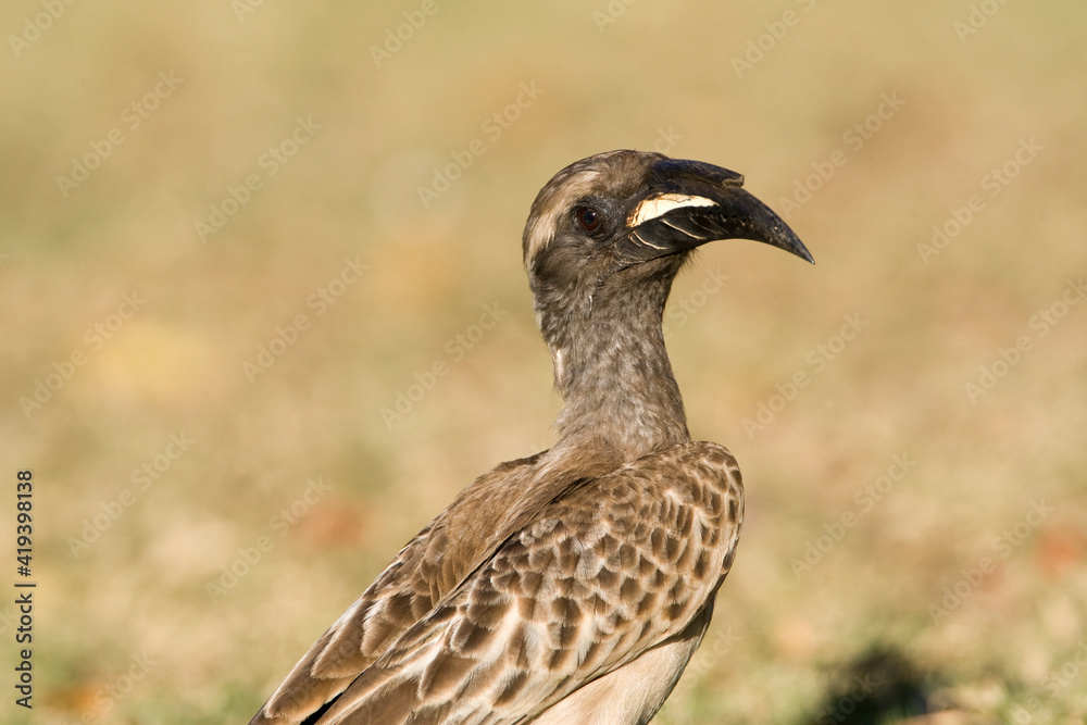 Grijze Tok, African Grey Hornbill, Tockus nasutus Grijze Tok, African Grey Hornbill, Tockus nasutus