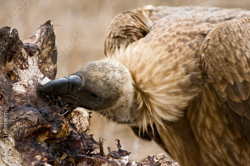 Witruggier, African White-backed Vulture, Gyps africanus photo