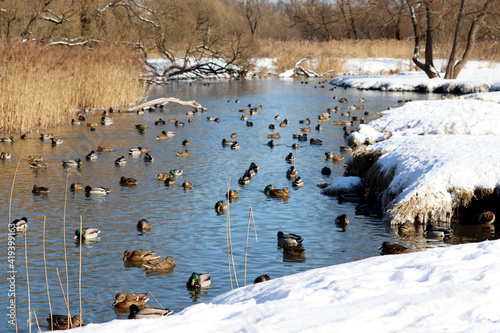 Flock of mallard ducks swimming at early spring in river with banks overgrown with trees. Wild ducks at cold season