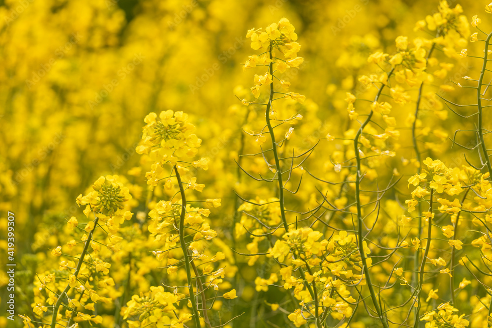 Yellow rapeseed flowers in a large cultivated field near Ejea de los Caballeros, in Aragon, Spain. Example of the agri-food industry and primary sector for the extraction of rapeseed oil. Yellow rapeseed flowers in a large cultivated field near Ejea de los Caballeros, in Aragon, Spain. Example of the agri-food industry and primary sector for the extraction of rapeseed oil.