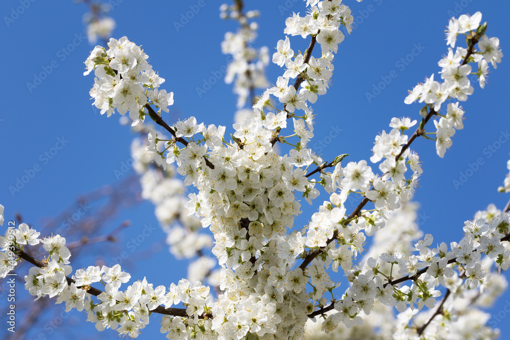 Sunlit blooming branches of fruit tree with small flowers and leaves and blue sky at background