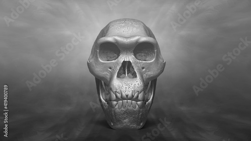 3D Recreation of Skull of Homo Erectus Dmanisi