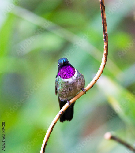 Merida-zonnekolibrie, Amethyst-throated Sunangel, Heliangelus amethysticollis photo