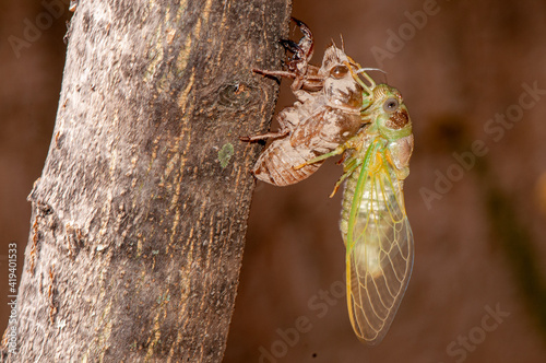 Métamorphose d'une cigale au printemps.