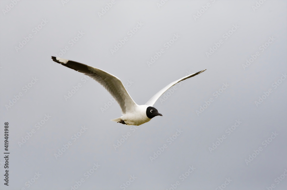 Andesmeeuw, Andean Gull, Chroicocephalus serranus Andesmeeuw, Andean Gull, Chroicocephalus serranus